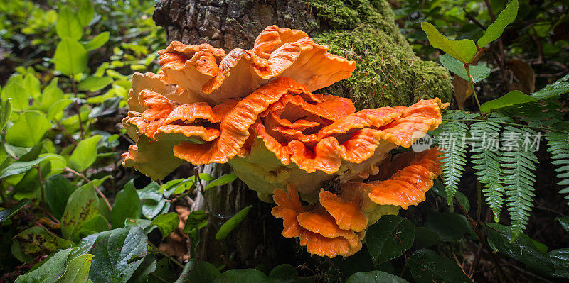 可食用的橙色蘑菇- Laetiporus辛辛纳图斯，森林中的鸡